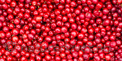 BB 15 0104 / Vaccinium vitis-idaea / Tyttebær